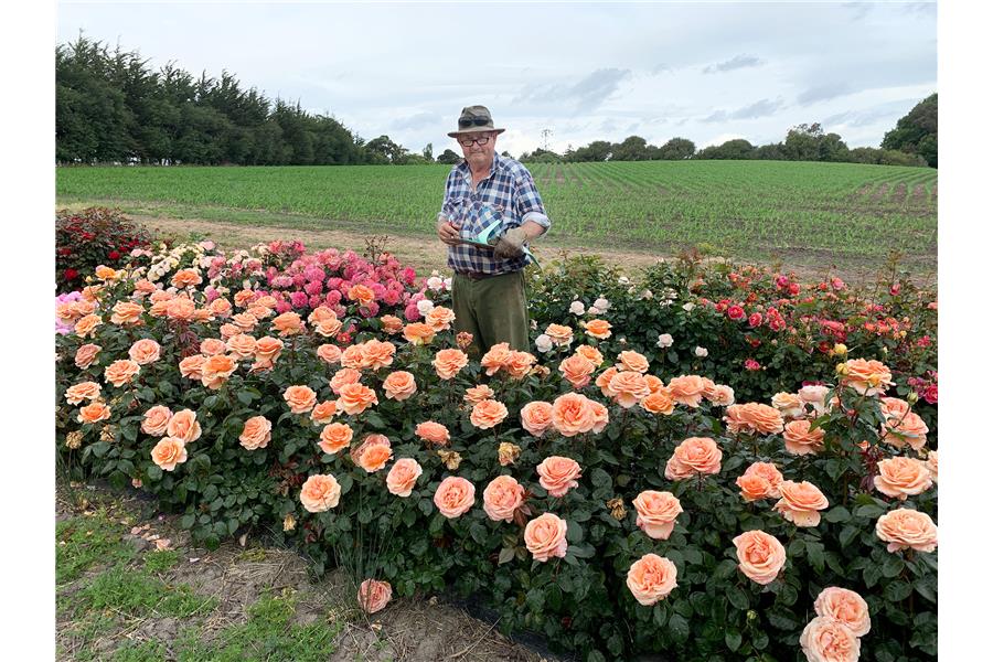 HYBRID TEA